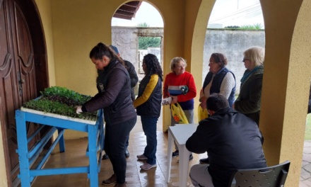 Mudas de hortaliças são distribuídas junto à Secretaria Municipal de Agricultura