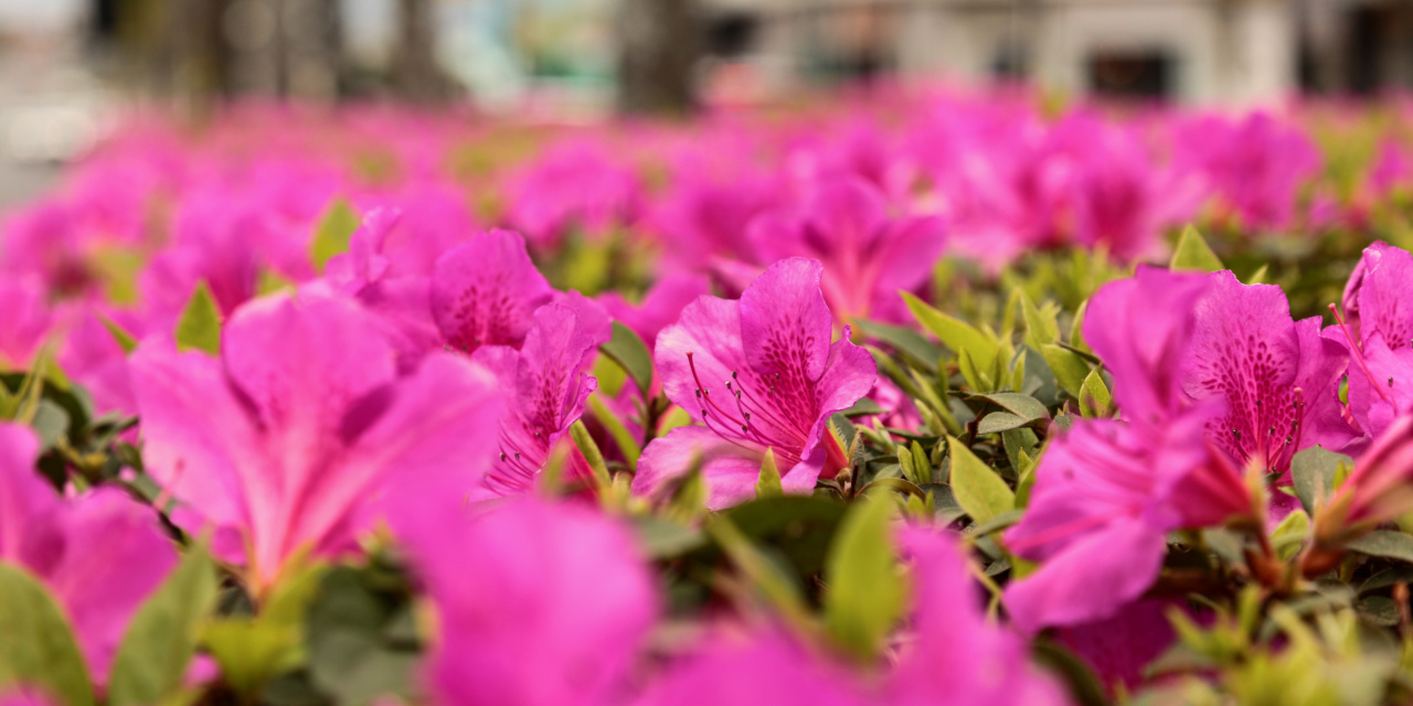 Primavera colore a avenida Luiz de Camões com flores azaleias