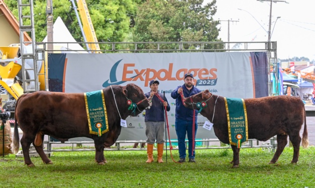 Cabanhas catarinenses e gaúchas levam grandes campeonatos da raça Devon na ExpoLages 2025