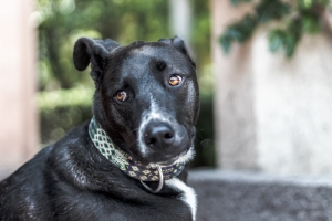 Santa Catarina passa a contar com lei que protege cães e gatos comunitários