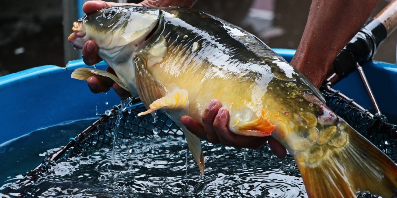 Feira da Semana Santa venderá seis toneladas de peixe vivo
