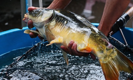 Feira da Semana Santa venderá seis toneladas de peixe vivo