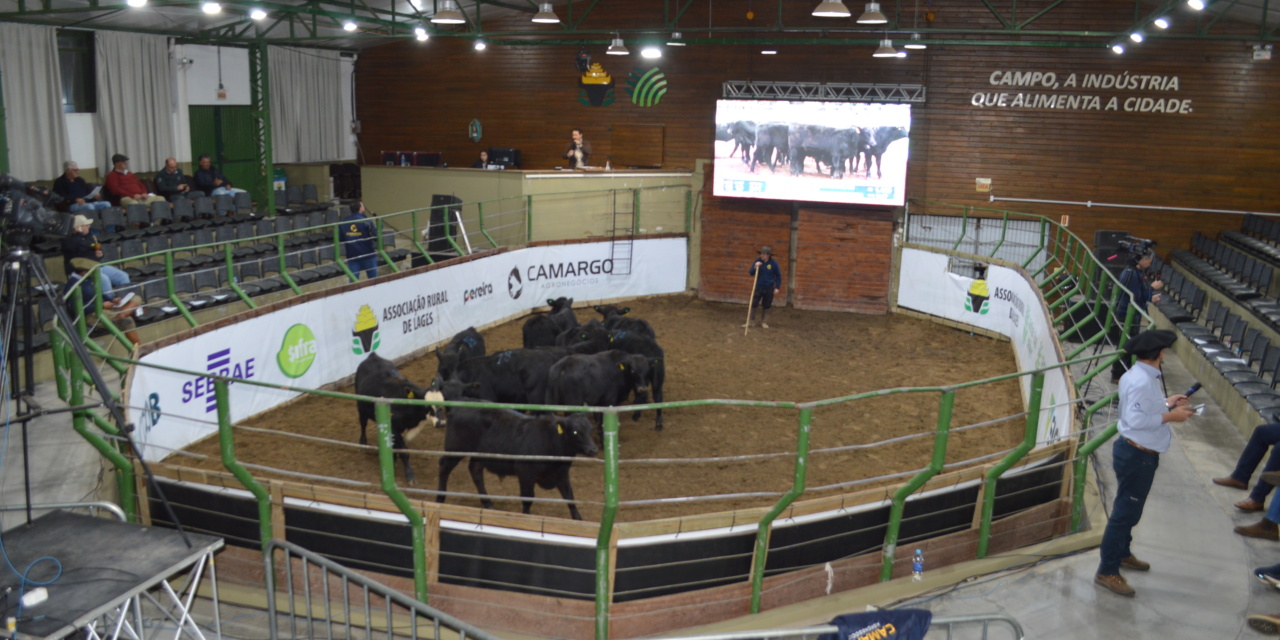 Feira do Terneiro e da Terneira em Lages confirma mercado aquecido