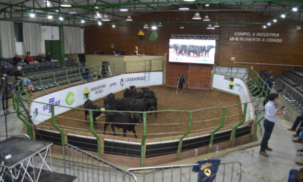 Feira do Terneiro e da Terneira em Lages confirma mercado aquecido