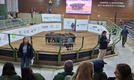 Feira do Terneiro e da Terneira encerra segunda etapa com boa valorização dos animais